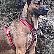 Linka participe au concours pour gagner de l'argent avec cette photo : alert, animal, brown_fur, canine, closeup, dog, ears, forest, fur, harness, mammal, nature, outdoor, pet, portrait, rock, side_view, snout, standing, wildlife