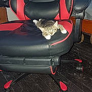 Bella joined the competition — help win amazing prizes! kitten, cat, sleeping, gaming_chair, black, red, indoor, floor, wooden_floor, pet, furniture, resting, small_cat, cozy, animal, cute, relaxing, home, chair, napping