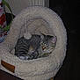 Bella is registered to the contest to win money with this photo: cat, tabby, pet_bed, cozy, indoor, fluffy, pom_pom, relaxed, animal, feline, resting, cave_bed, furniture, domestic, cute, sleepy, soft, home, comfort, brown