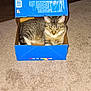Bella joined the competition — help win amazing prizes! cat, tabby_cat, box, carpet, indoor, pet, feline, animal, resting, cozy, brown, gray, striped, whiskers, ears, eyes, floor, cardboard, container, home