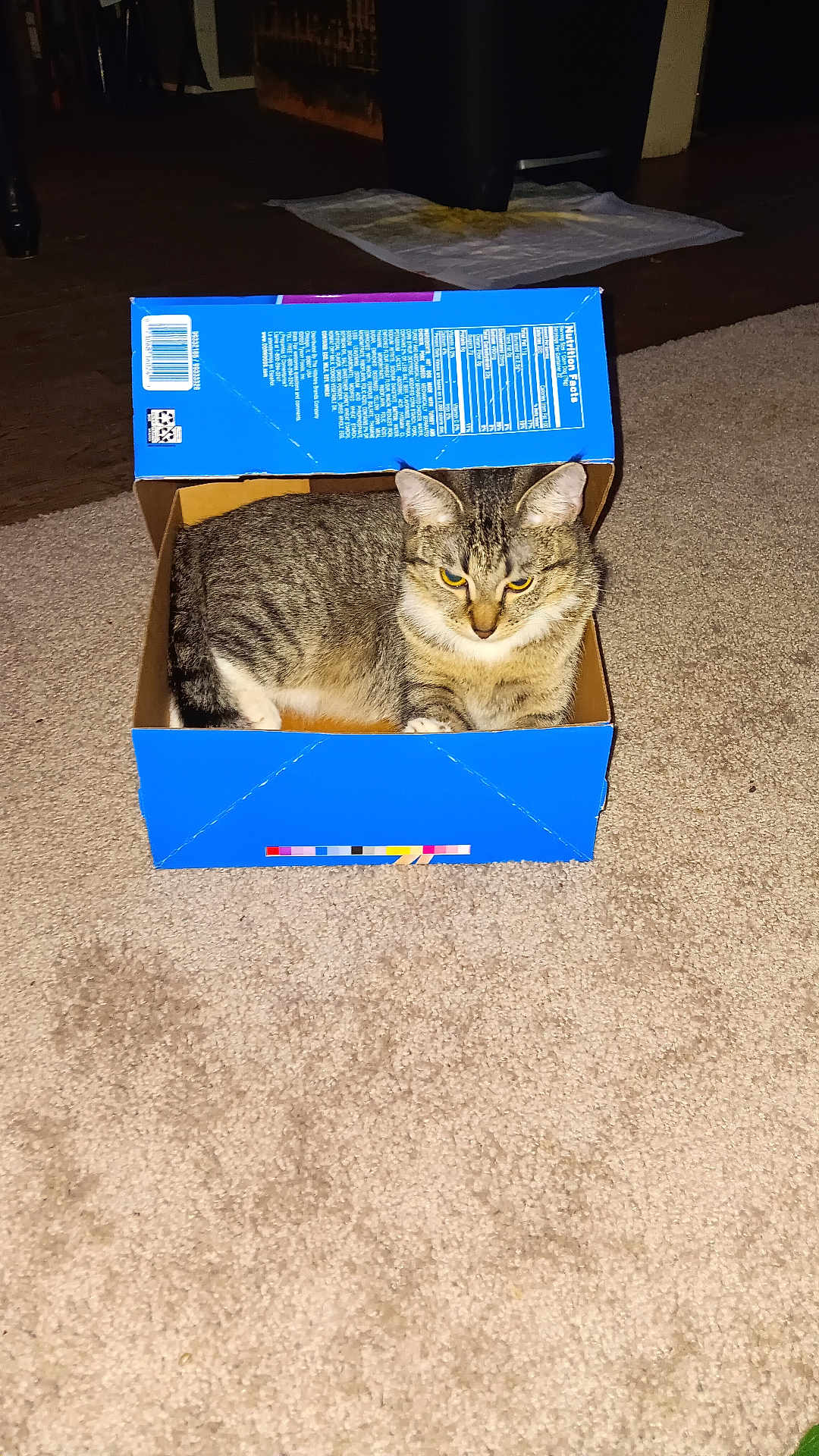 Bella