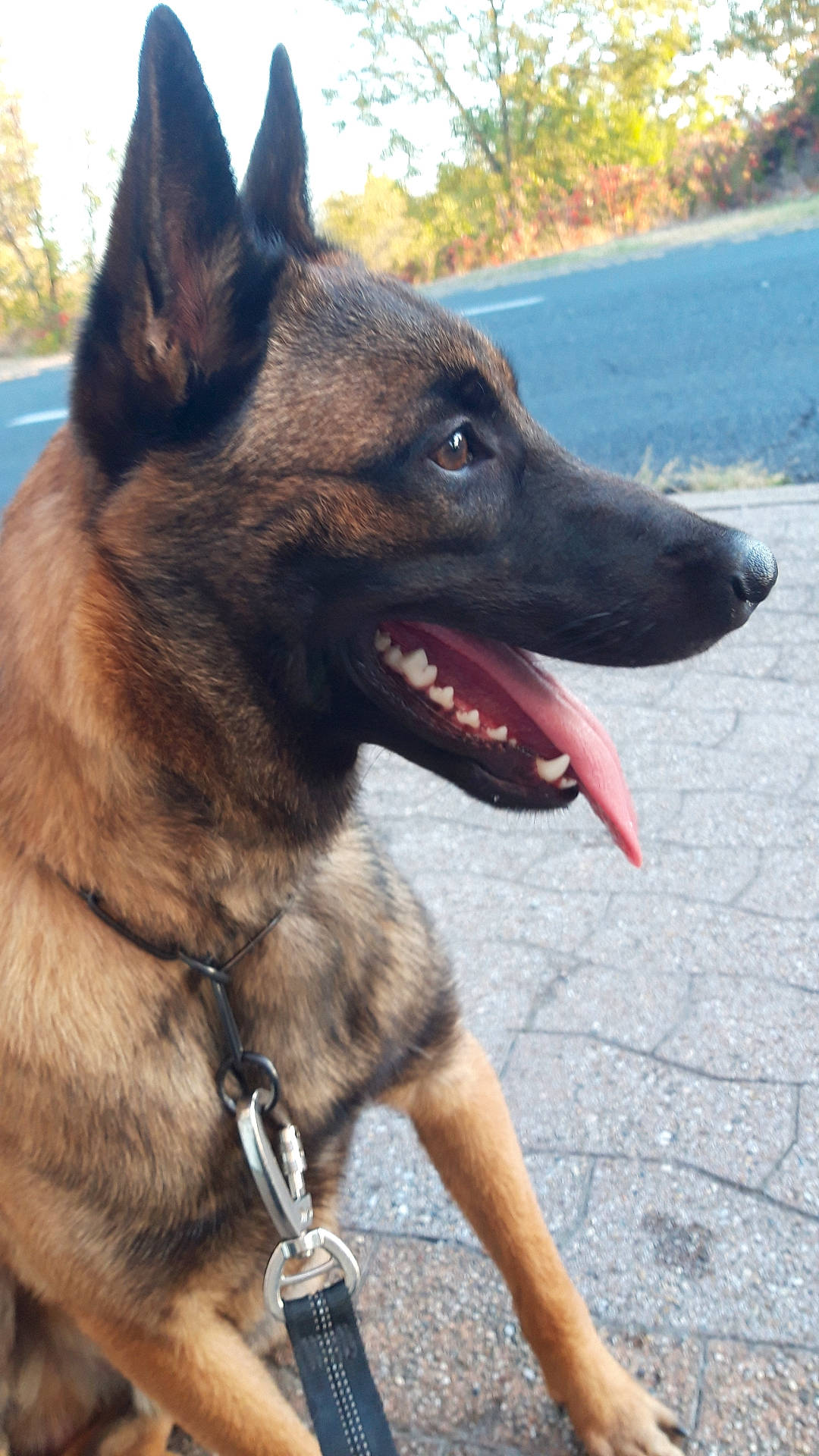 Tyron participe au concours pour gagner de l'argent avec cette photo : accessories, animal, bodypart, canine, collar, dog, germanshepherd, leash, mouth, person, pet, policedog, puppy, strap