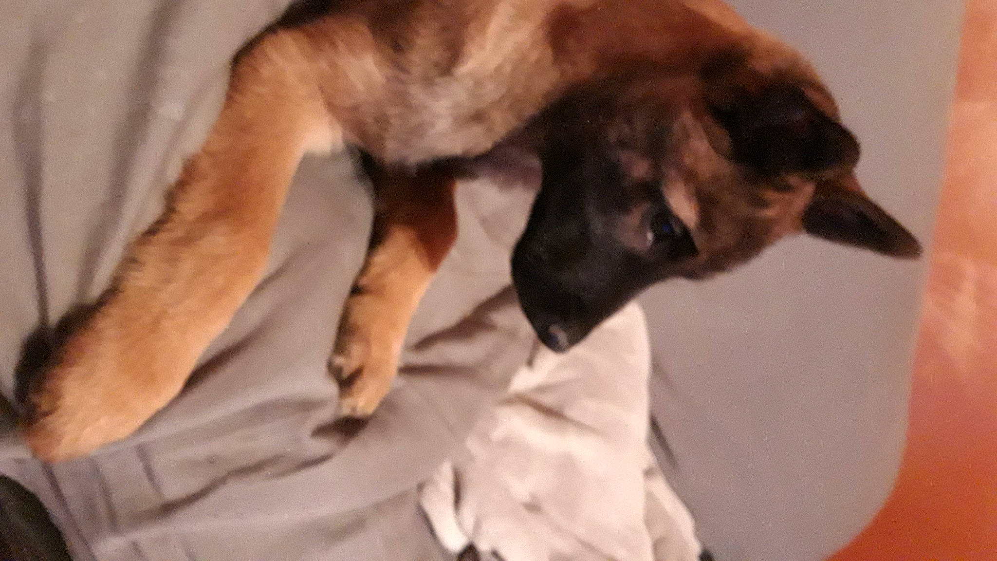 Tyron participe au concours pour gagner de l'argent avec cette photo : canidae, carnivore, comfort, companion_dog, dog, dog_breed, dog_supply, ear, fawn, fur, linens, paw, pet_supply, snout, sporting_group, tail, terrestrial_animal, whiskers, working_animal, working_dog