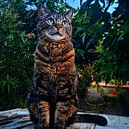 Paco participe au concours pour gagner de l'argent avec cette photo : animal, calm, cat, closeup, curious, daylight, ears, feline, garden, greenery, leaves, nature, outdoor, pet, portrait, sitting, sky, tabby, whiskers, wood