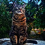 animal, calm, cat, closeup, curious, daylight, ears, feline, garden, greenery, leaves, nature, outdoor, pet, portrait, sitting, sky, tabby, whiskers, wood