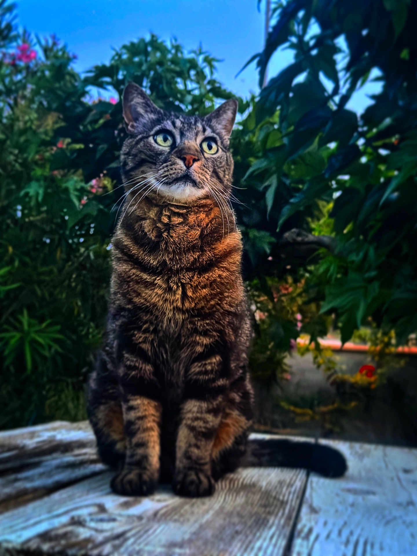 Paco