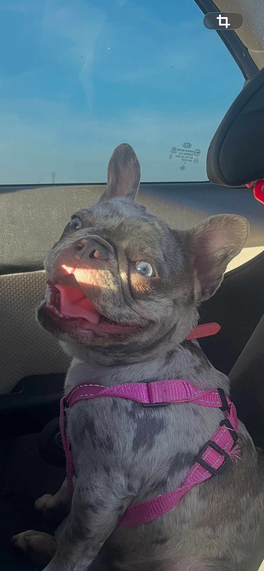 Nala is registered to the contest to win money with this photo: dog, french_bulldog, blue_eyes, pink_harness, tongue_out, car_interior, backseat, window, sky, sunlight, happy, close_up, brindle_coat, ears, paws, seat, pet, smiling_dog, travel, leash