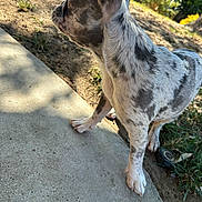 Nala is registered to the contest to win money with this photo: dog, puppy, pet, profile, sidewalk, concrete, paws, ear, fur, brindle, speckled_coat, outdoor, grass, yard, sunlight, shadow, plants, garden, close_up, portrait