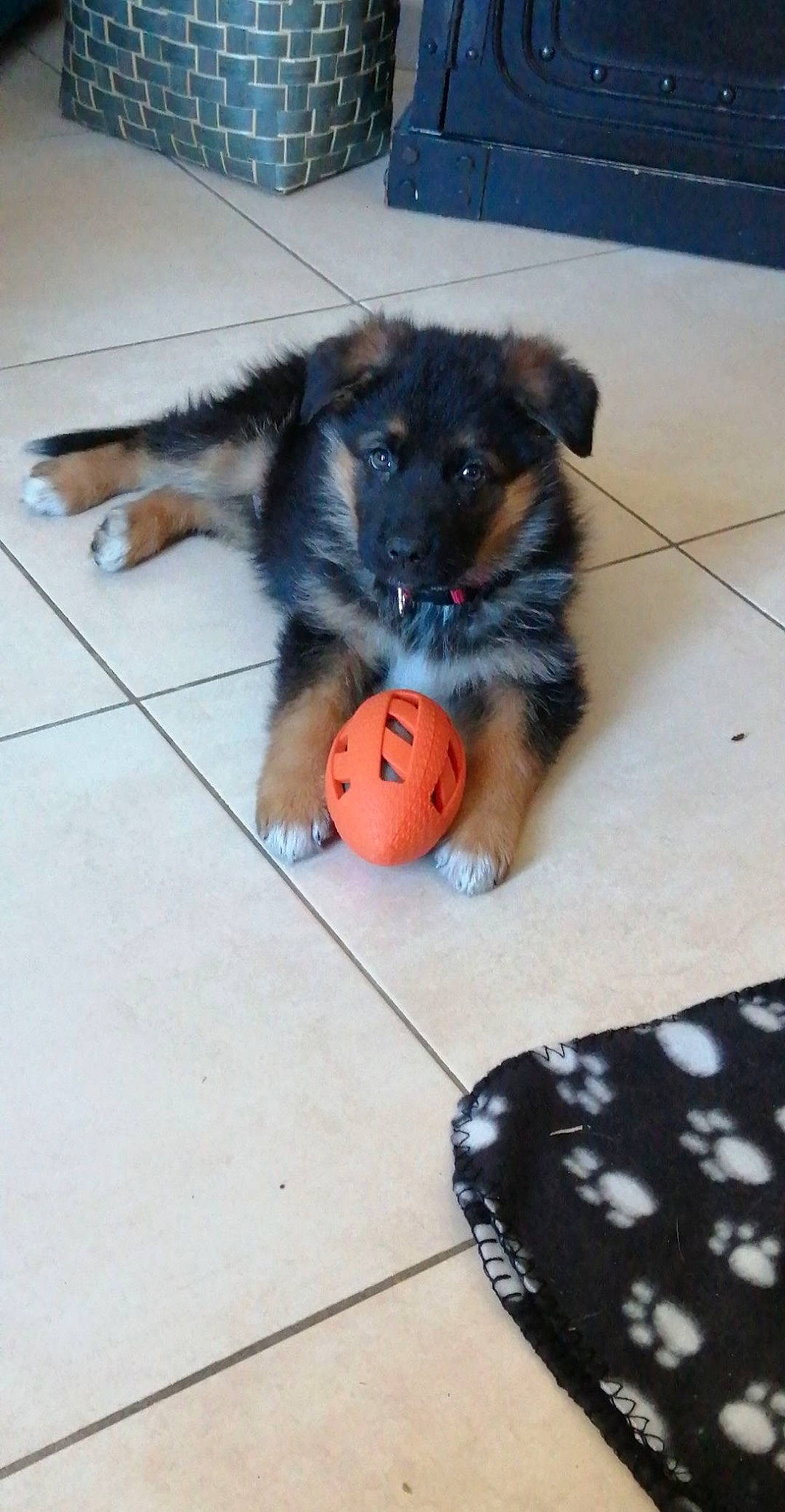 Samson participe au concours pour gagner de l'argent avec cette photo : ball, carmine, carnivore, companion_dog, dog, dog_bed, dog_breed, dog_supply, dog_toy, felidae, floor, flooring, foot, fur, hardwood, paw, puppy, snout, tail, whiskers