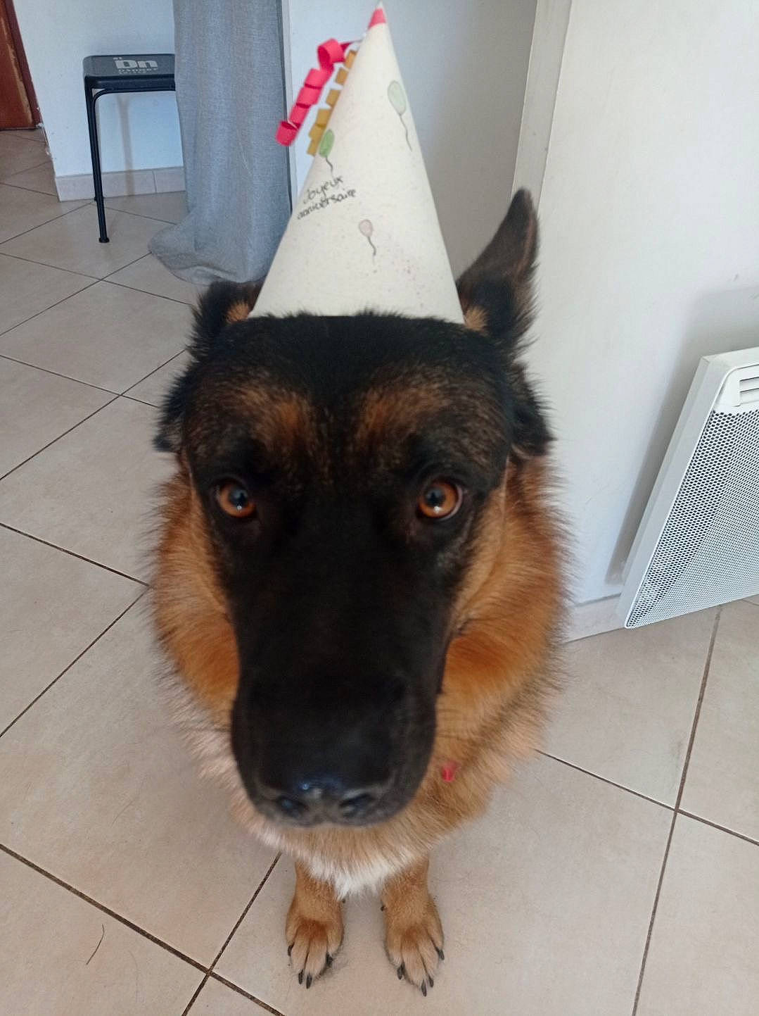 Samson participe au concours pour gagner de l'argent avec cette photo : canidae, carnivore, companion_dog, cone, dog, dog_breed, ear, east_european_shepherd, fashion_accessory, fawn, flooring, fur, german_shepherd_dog, herding_dog, king_shepherd, old_german_shepherd_dog, party_hat, snout, whiskers, working_animal