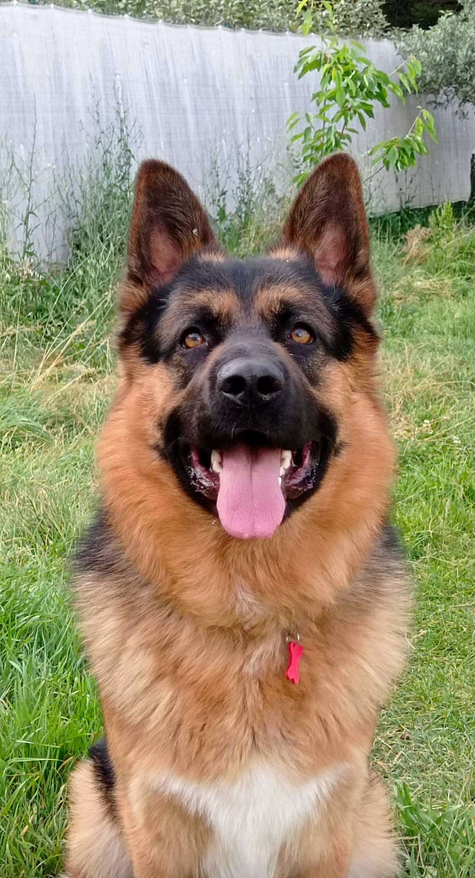 Samson participe au concours pour gagner de l'argent avec cette photo : canidae, carnivore, collar, companion_dog, dog, dog_breed, east_european_shepherd, event, fawn, german_shepherd_dog, grass, guard_dog, herding_dog, king_shepherd, old_german_shepherd_dog, plant, snout, sporting_group, terrestrial_animal, working_dog