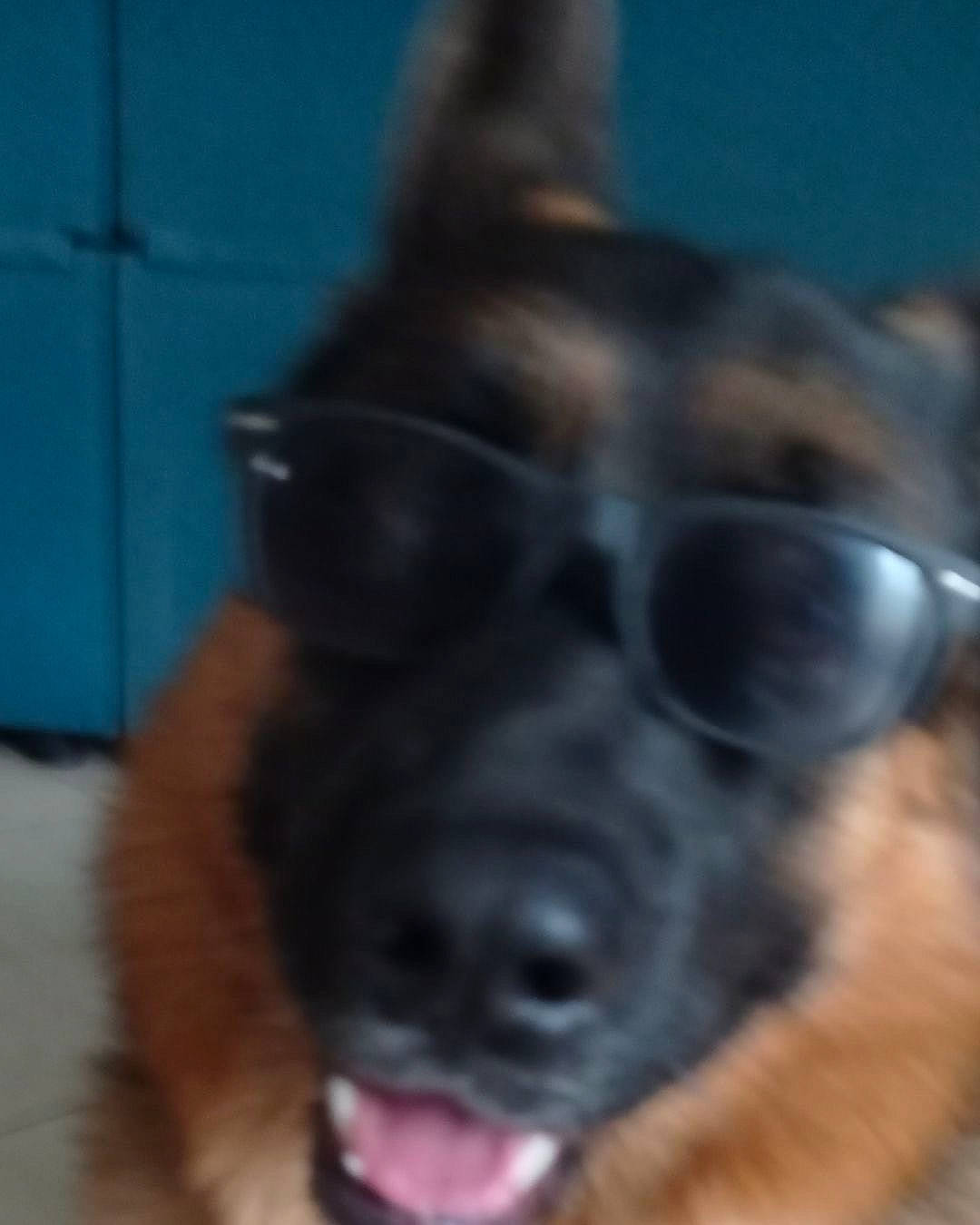 Samson a rejoint le concours — aidez-le/la à gagner de superbes lots ! canidae, carnivore, companion_dog, dog, dog_breed, ear, east_european_shepherd, fur, german_shepherd_dog, guard_dog, herding_dog, liver, old_german_shepherd_dog, shout, snout, sporting_group, tongue, whiskers, working_animal, working_dog