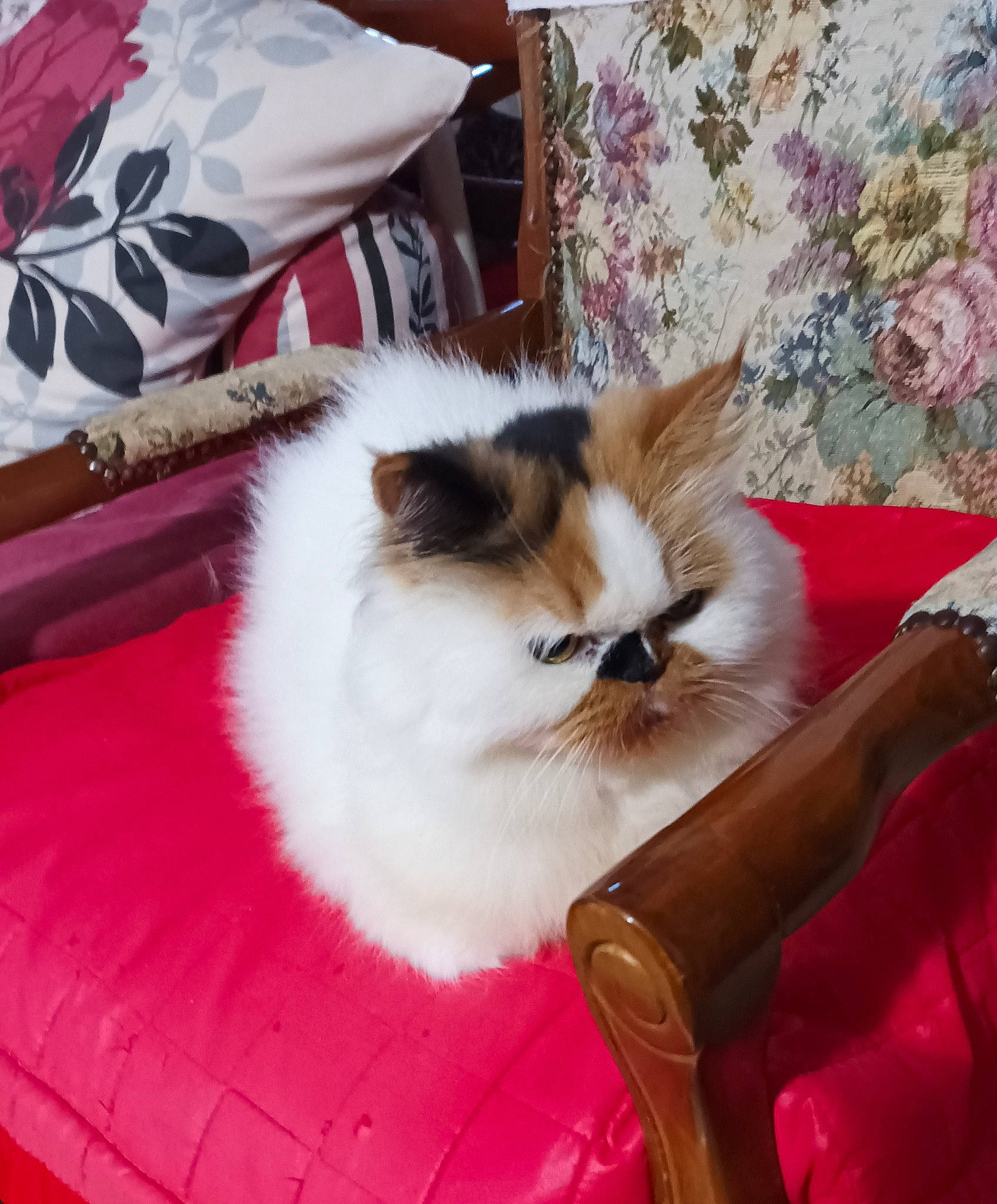 Lila a rejoint le concours — aidez-le/la à gagner de superbes lots ! carnivore, cat, cat_supply, comfort, companion_dog, fawn, felidae, fur, hardwood, small_to_medium_sized_cats, tail, whiskers, wood