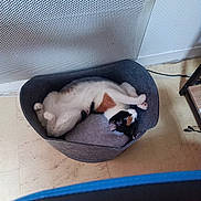 Pokantasse a rejoint le concours — aidez-le/la à gagner de superbes lots ! canidae, carnivore, cat_supply, comfort, companion_dog, dog_breed, fawn, felidae, flooring, hardwood, nap, non_sporting_group, paw, pet_supply, sleep, small_to_medium_sized_cats, snout, sporting_group, tail, whiskers