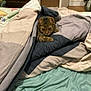 Dragão participe au concours pour gagner de l'argent avec cette photo : animal, bed, blanket, cat, comfort, cozy, curious, cute, domestic_animal, door, fabric, furniture, home, indoor, pet, resting, sleepy, tabby_cat, textile, wooden_cabinet