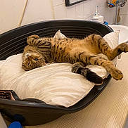 Dragão participe au concours pour gagner de l'argent avec cette photo : animal, basket, bathroom, cat, claws, cute, domestic_cat, fur, indoor, pet, pillow, relaxed, resting, sink, striped, tabby, tail, toiletries, whiskers, wooden_table