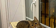 Dragão a rejoint le concours — aidez-le/la à gagner de superbes lots ! animal, brown, cat, cozy, curious, domestic_cat, feline, hammock, home, indoor, looking, night, perch, pet, relaxed, resting, striped, tabby_cat, wall, window