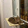 Dragão a rejoint le concours — aidez-le/la à gagner de superbes lots ! cat, tabby_cat, indoor, window, hammock, pet, animal, feline, relaxed, perch, curious, brown, striped, domestic_cat, resting, looking, cozy, home, night, wall