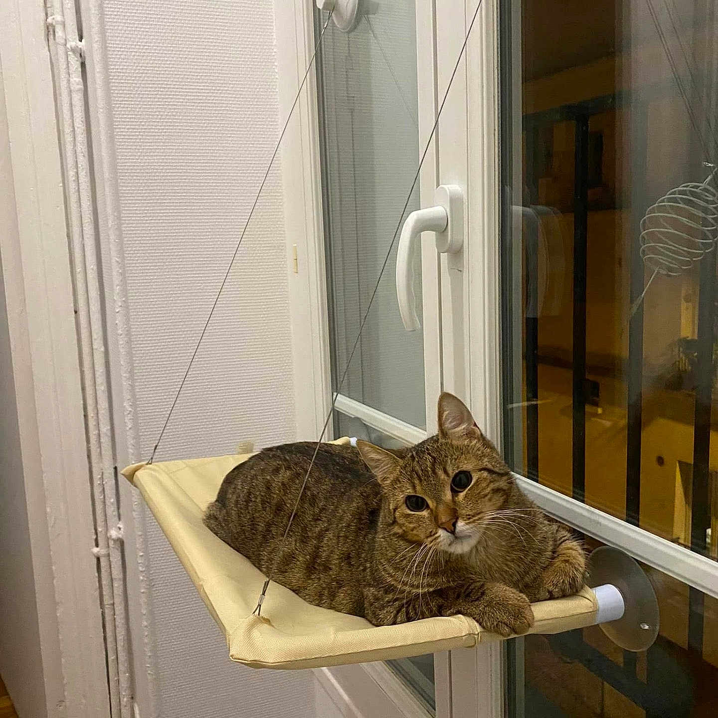 Dragão participe au concours pour gagner de l'argent avec cette photo : animal, brown, cat, cozy, curious, domestic_cat, feline, hammock, home, indoor, looking, night, perch, pet, relaxed, resting, striped, tabby_cat, wall, window