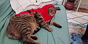 Dragão participe au concours pour gagner de l'argent avec cette photo : cat, tabby, red_sweater, hood, couch, indoor, pet, feline, striped, relaxed, fur, animal, cozy, resting, household, living_room, fabric, comfort, domestic, cute