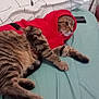 cat, tabby, red_sweater, hood, couch, indoor, pet, feline, striped, relaxed, fur, animal, cozy, resting, household, living_room, fabric, comfort, domestic, cute