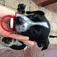 Lucky a rejoint le concours — aidez-le/la à gagner de superbes lots ! adorable, animal, black_and_white, candid, close_up, cute, dog, hand, leash, outdoor, pacifier, paw, pet, playful, puppy, rain, sidewalk, tiles, wet_pavement, young_dog