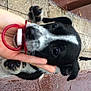 adorable, animal, black_and_white, candid, close_up, cute, dog, hand, leash, outdoor, pacifier, paw, pet, playful, puppy, rain, sidewalk, tiles, wet_pavement, young_dog