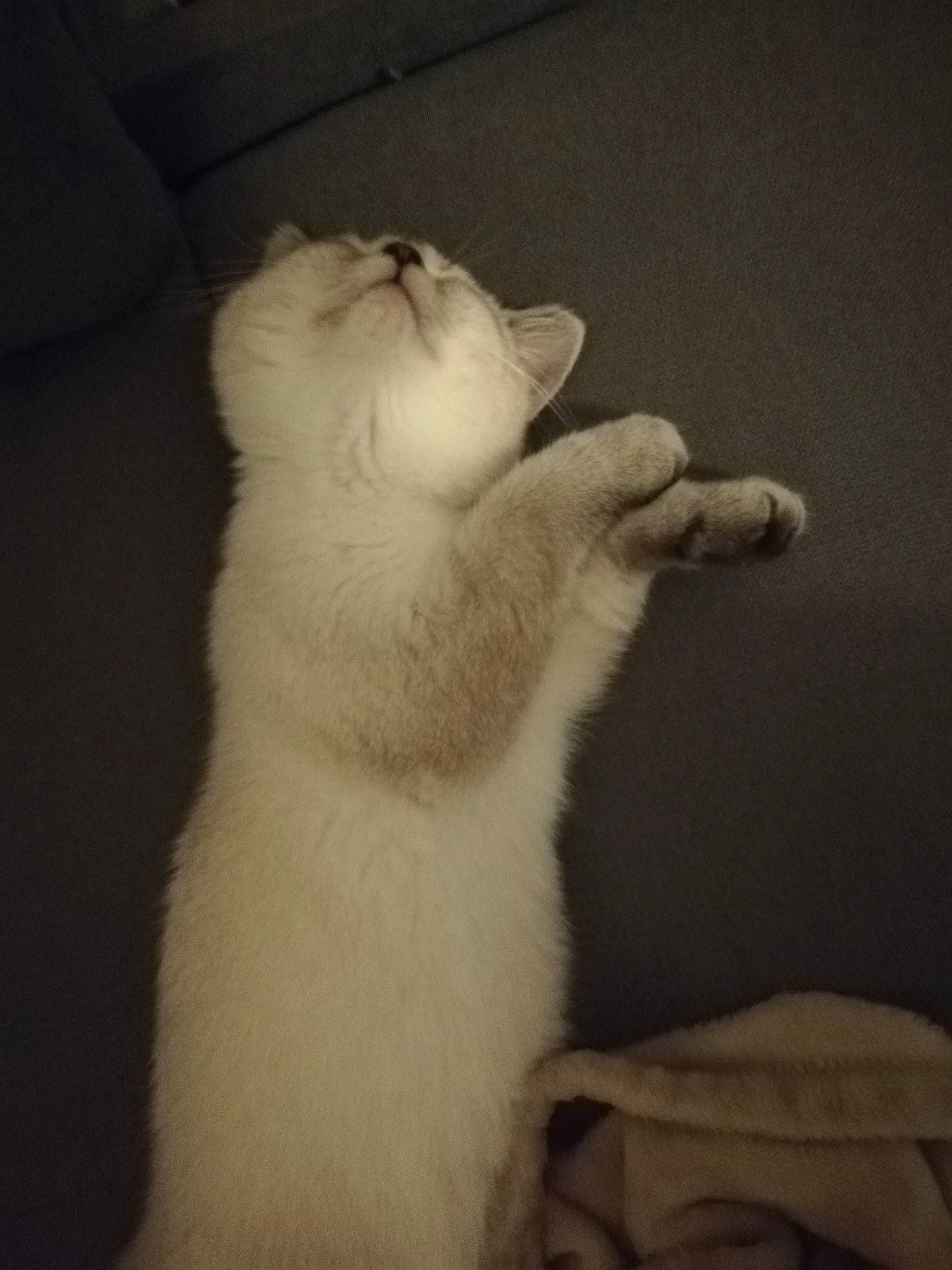 Rony a rejoint le concours — aidez-le/la à gagner de superbes lots ! canidae, carnivore, cat, dog_breed, fawn, felidae, fur, puppy, ragdoll, small_to_medium_sized_cats, tail, turkish_angora, turkish_van, whiskers