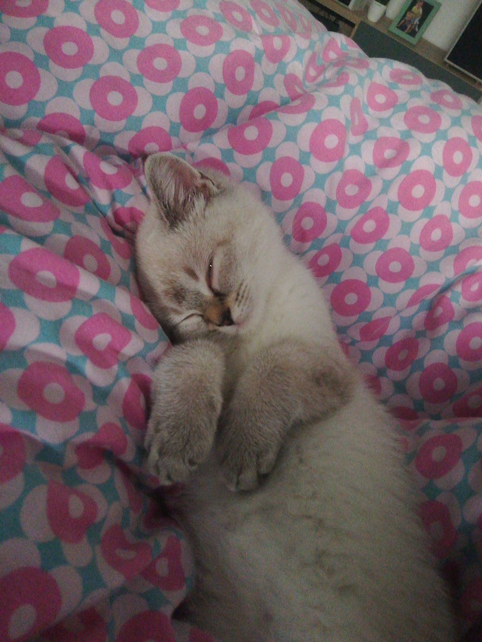 Rony a rejoint le concours — aidez-le/la à gagner de superbes lots ! asian, british_shorthair, burmilla, carnivore, cat, fawn, felidae, fur, kitten, nap, sleep, small_to_medium_sized_cats, whiskers