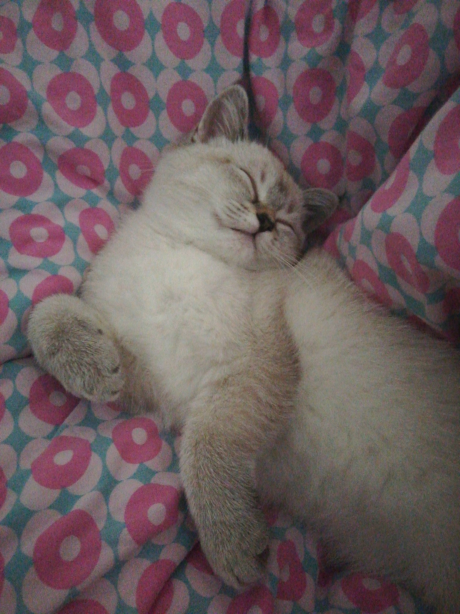 Rony a rejoint le concours — aidez-le/la à gagner de superbes lots ! asian, british_shorthair, burmilla, carnivore, cat, fawn, felidae, fur, mammal, persian, ragdoll, scottish_fold, small_to_medium_sized_cats, whiskers