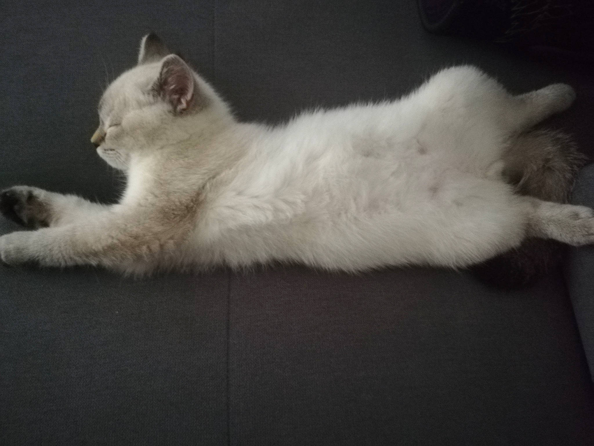 Rony participe au concours pour gagner de l'argent avec cette photo : burmilla, carnivore, cat, colorpoint_shorthair, domestic_long_haired_cat, ear, fawn, felidae, fur, kitten, mammal, persian, ragdoll, small_to_medium_sized_cats, tail, turkish_angora, turkish_van, vertebrate, whiskers