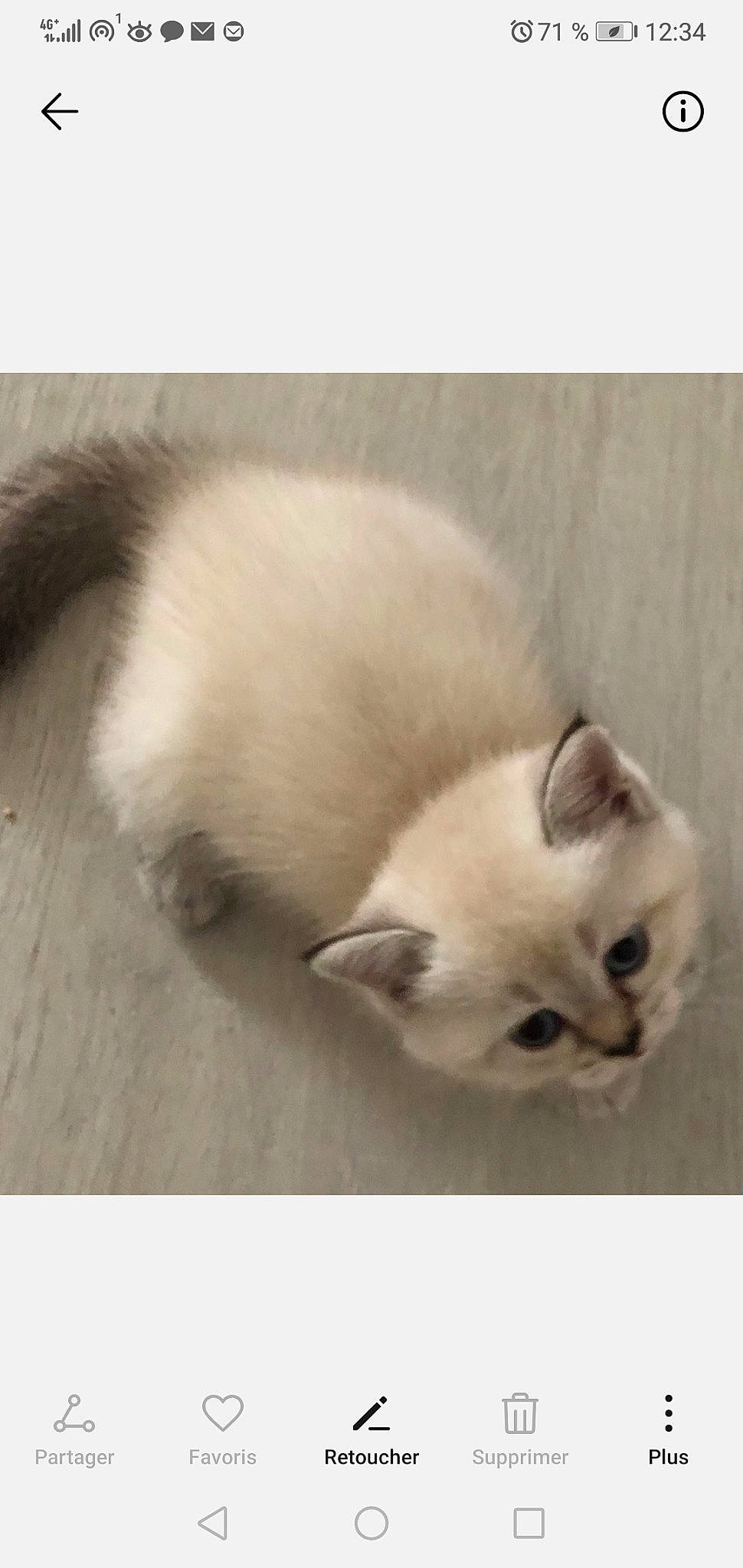 Rony participe au concours pour gagner de l'argent avec cette photo : balinese, birman, burmilla, carnivore, cat, colorpoint_shorthair, ear, felidae, fur, himalayan, kitten, mammal, ragdoll, siamese, skin, small_to_medium_sized_cats, tail, thai, tonkinese, whiskers