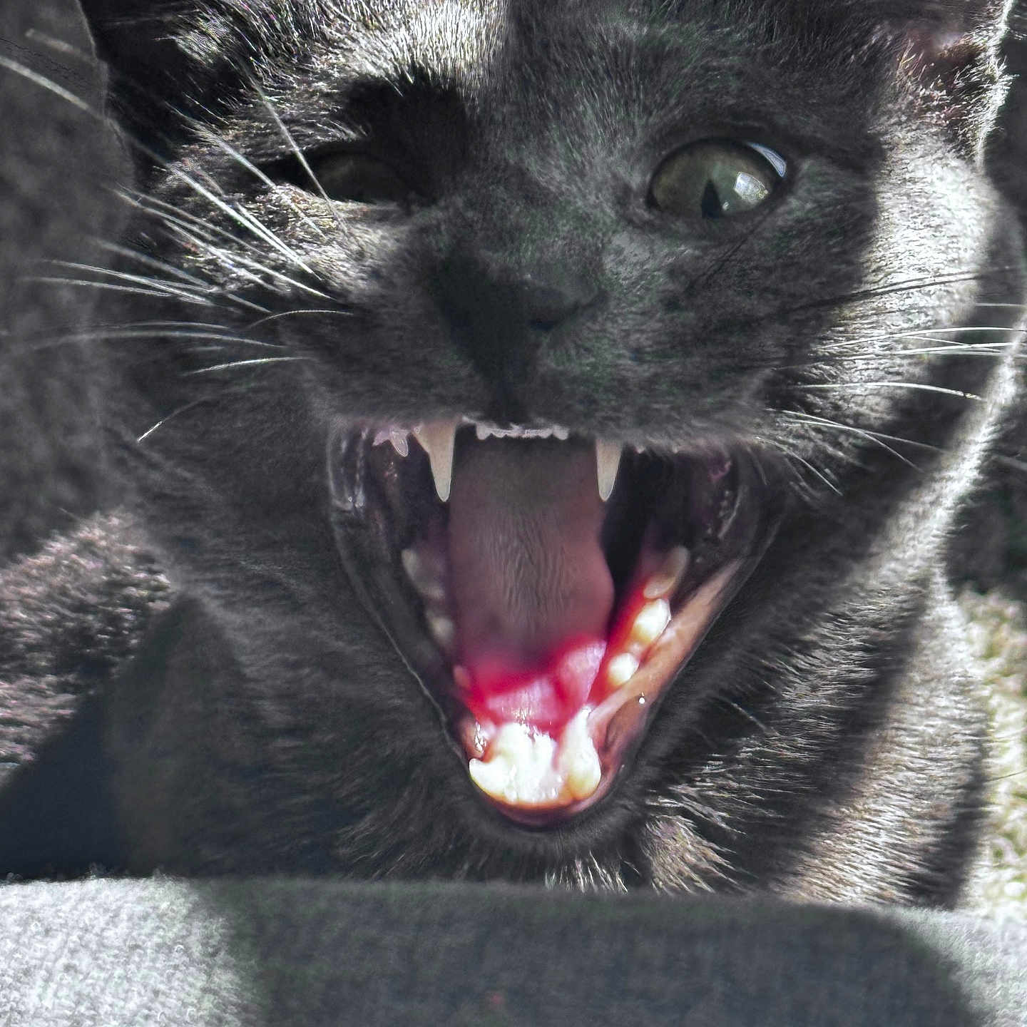 Gizmo joined the competition — help win amazing prizes! abyssinian, animal, blackcat, blanket, bodypart, cat, face, head, kitten, manx, mouth, panther, person, pet, photography, portrait, selfie, snout, teeth, tongue