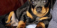 Bear Thornton joined the competition — help win amazing prizes! puppy, dog, black_and_tan, cute, young, pet, animal, fur, paw, lying_down, indoor, cozy, couch, close_up, small, looking, resting, mammal, companion, domestic