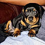 puppy, dog, black_and_tan, cute, young, pet, animal, fur, paw, lying_down, indoor, cozy, couch, close_up, small, looking, resting, mammal, companion, domestic