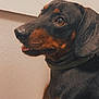 Bear Thornton is registered to the contest to win money with this photo: dog, dachshund, pet, animal, indoor, portrait, brown, black, fur, canine, mammal, closeup, cute, sitting, looking, expression, ears, whiskers, wood, collar