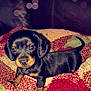 Bear Thornton joined the competition — help win amazing prizes! puppy, dog, dachshund, black_and_tan, pet, animal, cute, small, blanket, indoors, cozy, fur, ears, eyes, tail, texture, bokeh, background, alert, young