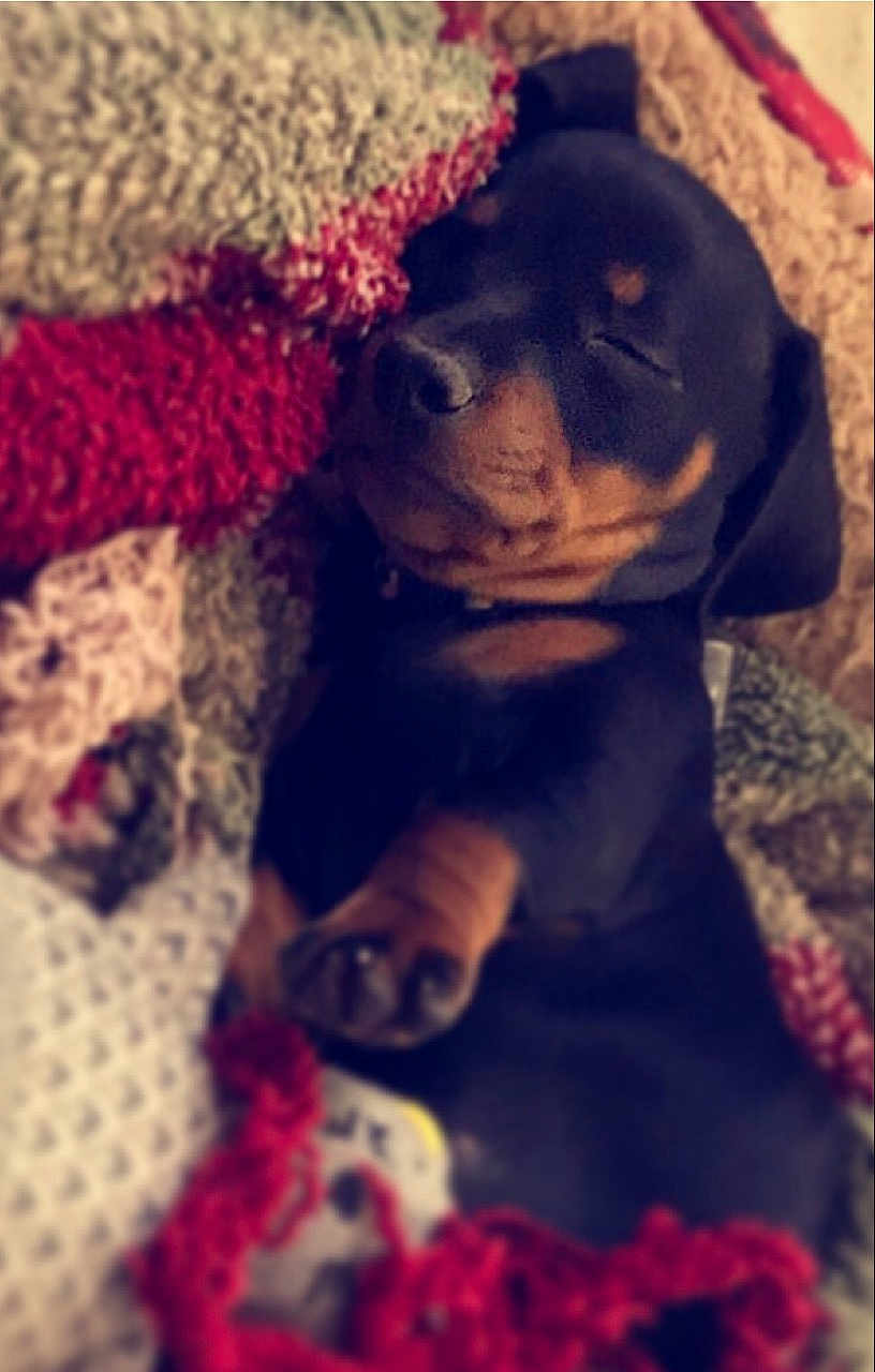 Bear Thornton is registered to the contest to win money with this photo: puppy, dog, sleeping, blanket, cozy, cute, knitted, fur, resting, pet, animal, indoors, soft, warm, comfort, snuggled, black, brown, paw, relaxed