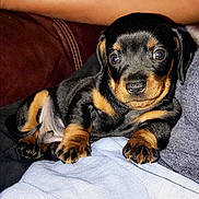 Bear Thornton is registered to the contest to win money with this photo: puppy, dog, black, tan, cute, pet, animal, young, fur, paw, snout, indoor, cozy, lap, resting, looking, eyes, nose, person, fabric