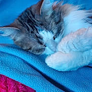 Kiaria is registered to the contest to win money with this photo: animal, blanket, blue, cat, closeup, cozy, cute, domestic_cat, fluffy, fur, indoor, napping, paw, pet, pink, relaxation, rest, sleeping, soft, whiskers