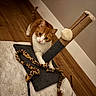 cat, orange_and_white, pet, feline, animal, portrait, wide_eyed, sitting, scratching_post, cat_toy, leopard_print, indoor, wood_floor, rug, wall, home, playful, whiskers, ears, cute