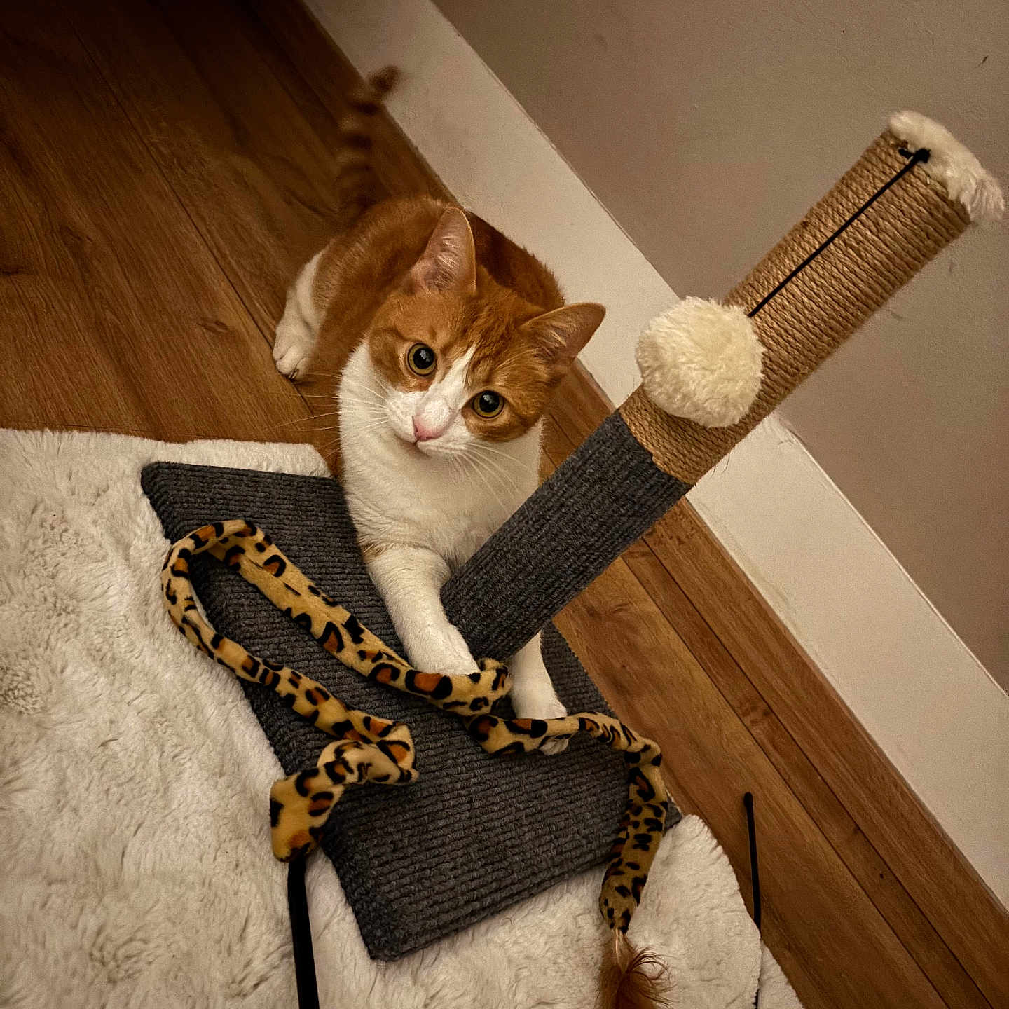 Biscotte participe au concours pour gagner de l'argent avec cette photo : cat, orange_and_white, pet, feline, animal, portrait, wide_eyed, sitting, scratching_post, cat_toy, leopard_print, indoor, wood_floor, rug, wall, home, playful, whiskers, ears, cute