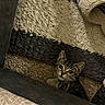 Juno joined the competition — help win amazing prizes! kitten, cat, tabby, indoor, carpet, rug, furniture, couch, curious, pet, animal, cozy, texture, young, cute, whiskers, ears, eyes, floor, home