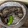 cat, tabby_cat, pet_bed, sleeping, cozy, toy, green_toy, orange_toy, blue_toy, carpet, indoor, feline, resting, fur, cute, domestic_animal, animal, relaxation, paw, curled_up