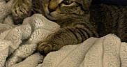 Juno is registered to the contest to win money with this photo: cat, kitten, tabby, blanket, cozy, indoor, resting, sleepy, fur, paw, texture, comfort, pet, animal, cute, closeup, relaxation, soft, home, feline