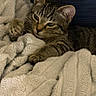 cat, kitten, tabby, blanket, cozy, indoor, resting, sleepy, fur, paw, texture, comfort, pet, animal, cute, closeup, relaxation, soft, home, feline