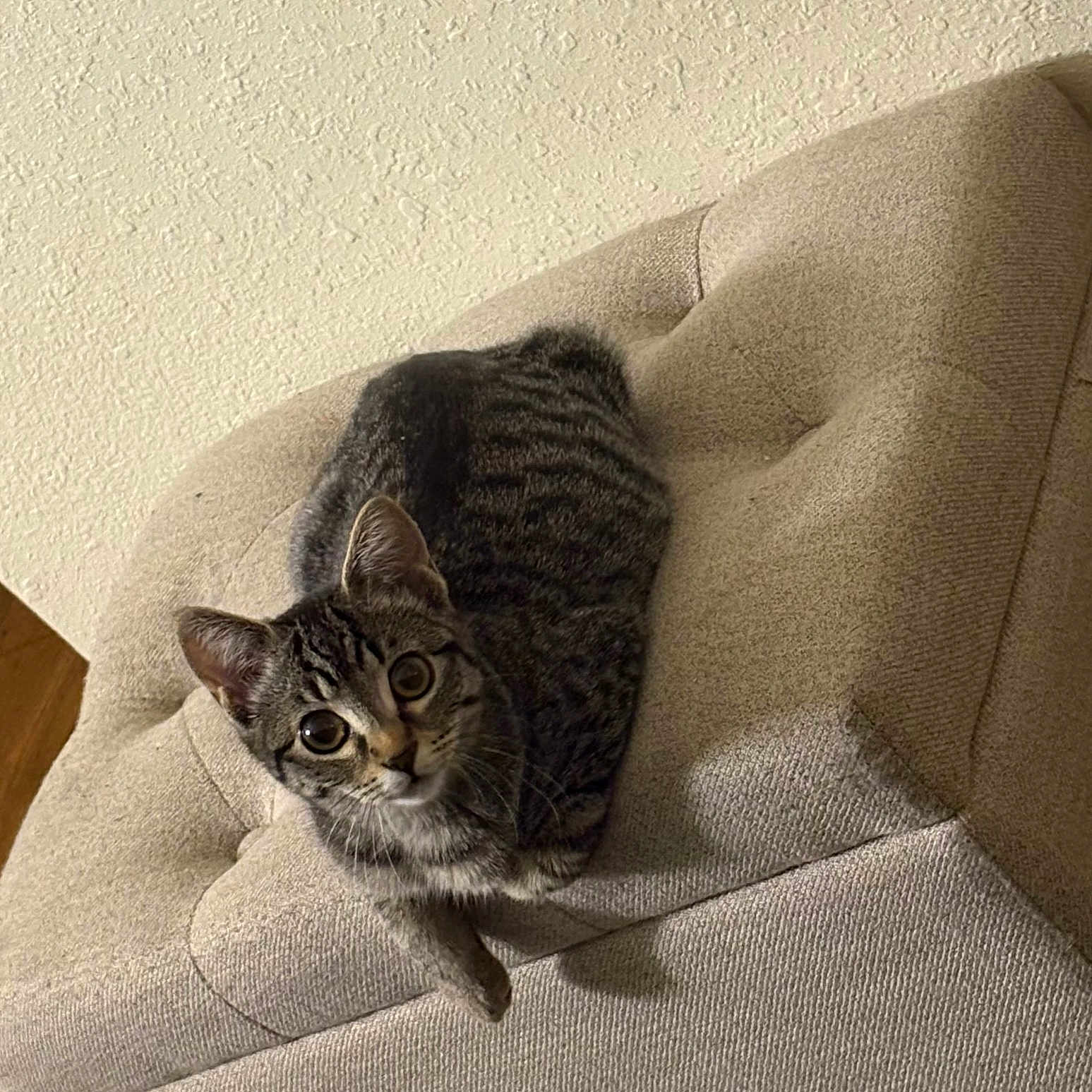 Juno is registered to the contest to win money with this photo: cat, tabby_cat, chair, furniture, indoor, curious, pet, animal, cozy, cushion, looking_up, whiskers, ears, fur, relaxed, home, mammal, domestic_animal, texture, wooden_floor
