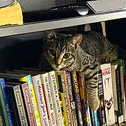 Juno joined the competition — help win amazing prizes! cat, tabby_cat, bookshelf, books, book_spines, indoor, pet, animal, curious, feline, striped, resting, shelf, literature, reading, home, cozy, closeup, face, paw