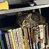 cat, tabby_cat, bookshelf, books, book_spines, indoor, pet, animal, curious, feline, striped, resting, shelf, literature, reading, home, cozy, closeup, face, paw