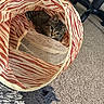 Juno joined the competition — help win amazing prizes! kitten, cat, tabby, animal, pet, indoor, carpet, furniture, chair, tunnel, striped, curious, cute, small, cozy, playful, mesh, fabric, floor, domestic
